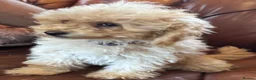 Miniature Poodle dogs for sale: FOUR BEAUTIFUL APRICOT MINIATURE POODLE PUPPIES - Advert 14