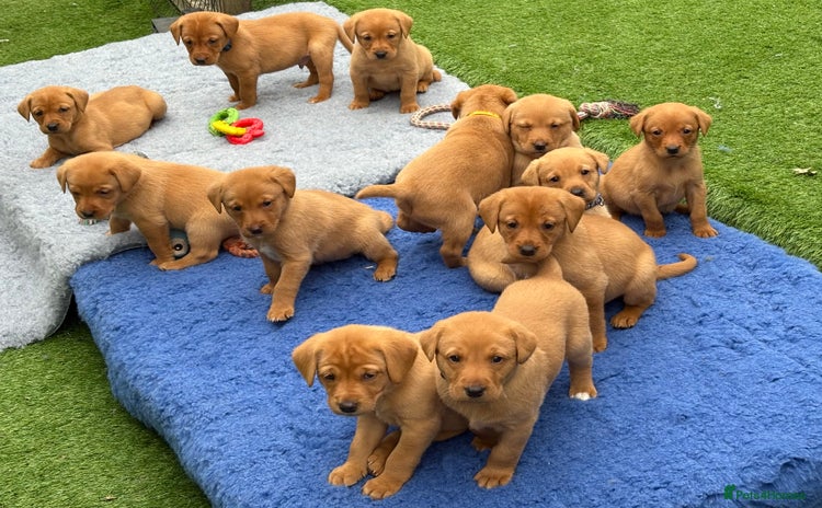 Labrador Retriever dogs - Advert 4