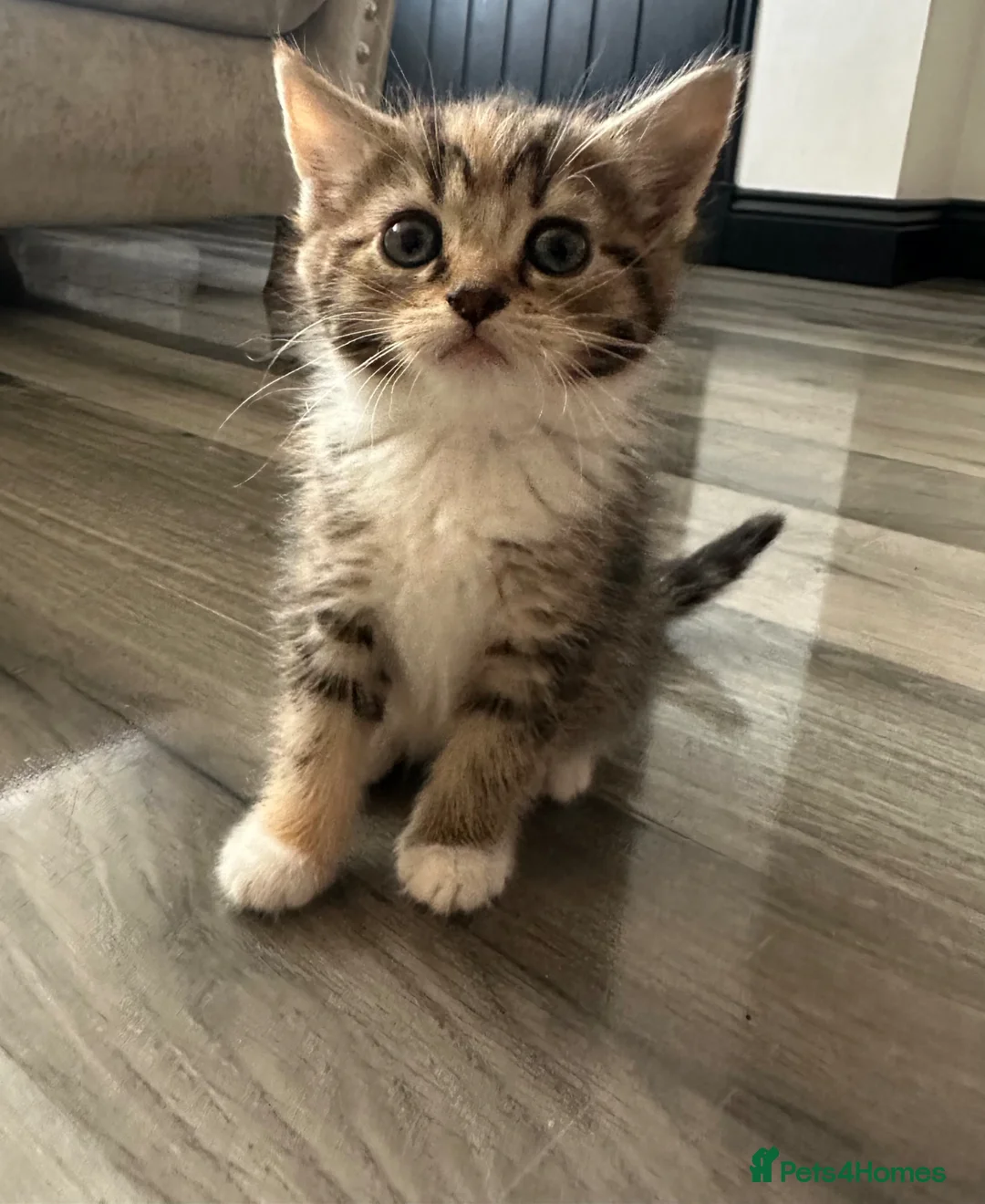 Mixed Breed cats for sale: Beautiful little kittens - Advert 11