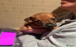 Mixed Breed dogs for sale: Mastiff hybrid - Advert 16