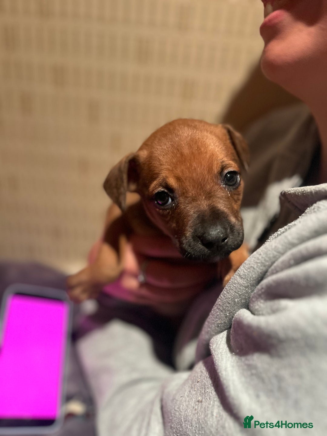 Mixed Breed dogs for sale: Mastiff hybrid - Advert 16