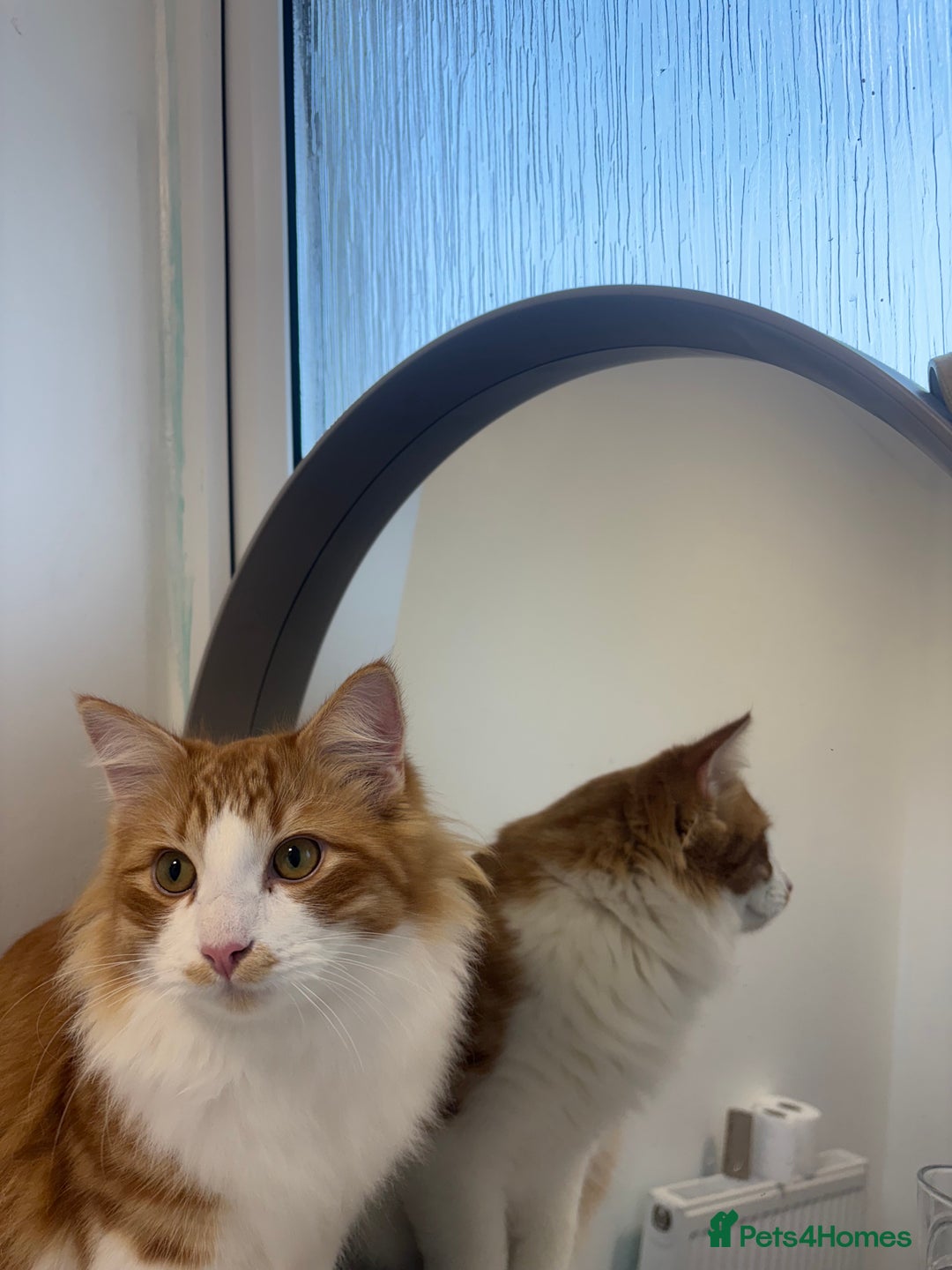 Domestic Shorthair cats for sale: Gorgeous brothers Mitch and Bingo - Advert 4