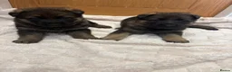 German Shepherd dogs for sale: Gorgeous German shepherd puppies!!! in Birmingham - Advert 8