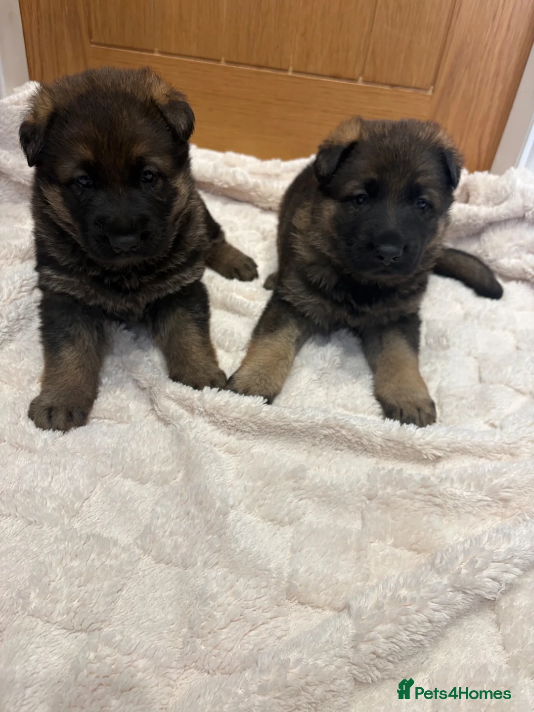 German Shepherd dogs for sale: Gorgeous German shepherd puppies!!! in Birmingham - Advert 8