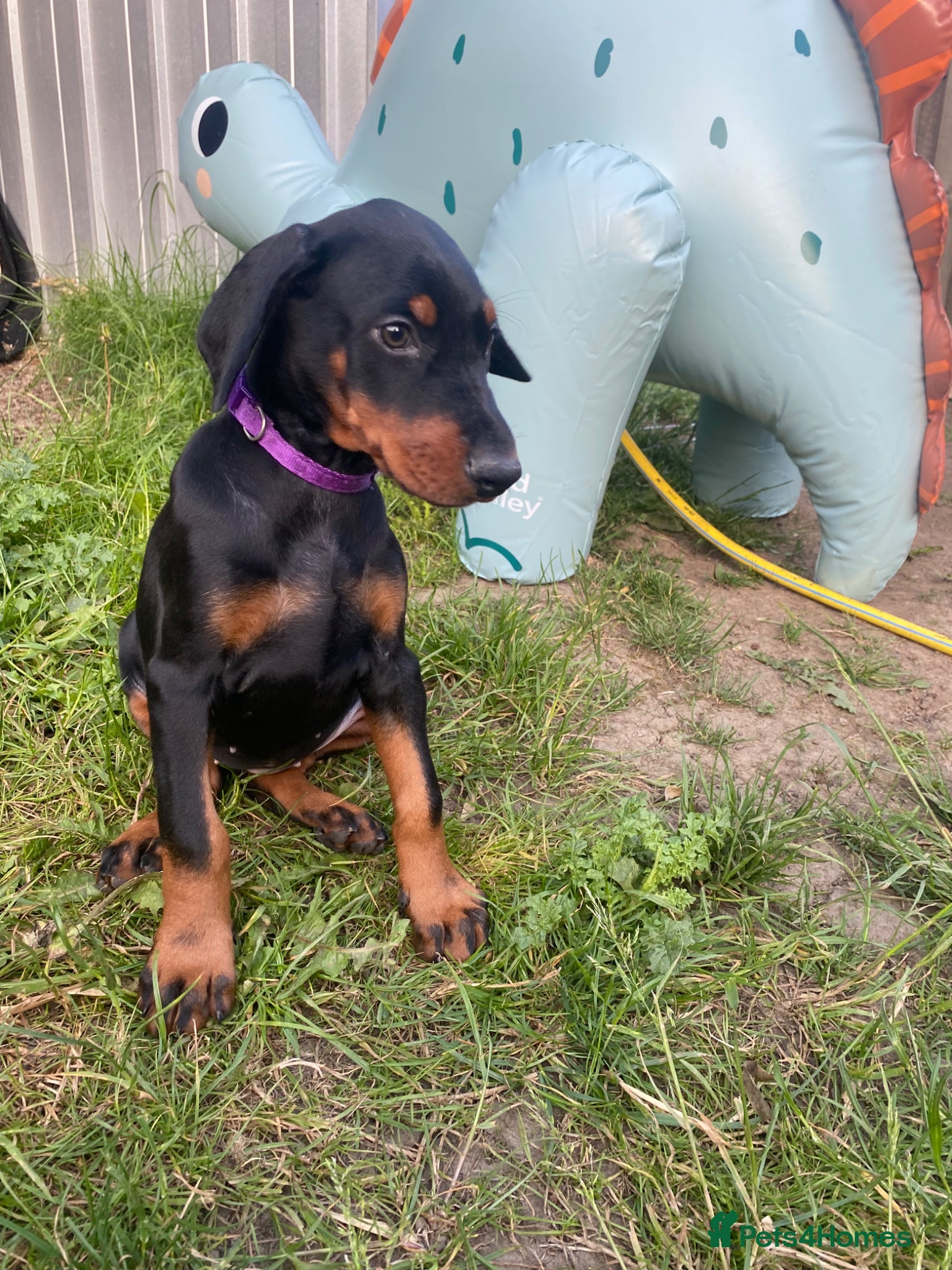 Dobermann dogs Ready tomorrow Kc Health tested Black & Tan girls  - Advert 18