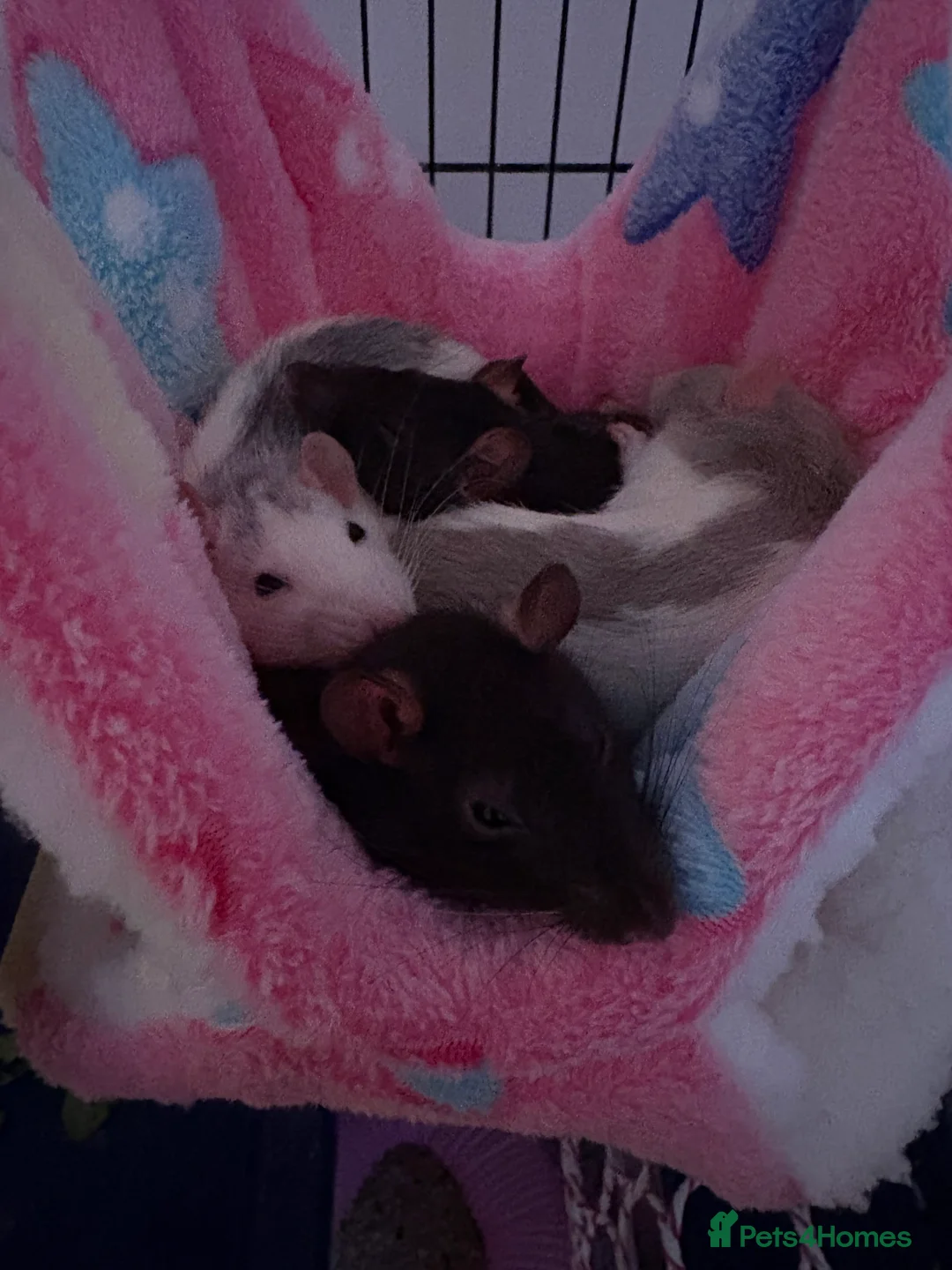 Rat rodents for sale: 4 female rats - Advert 1