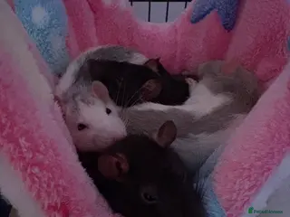 Rat rodents 4 female rats - Advert 1