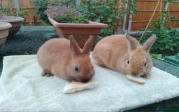 Netherland Dwarf rabbits for sale: Pretty Netherland Dwarf Baby Rabbits 10 wks old - Image 5