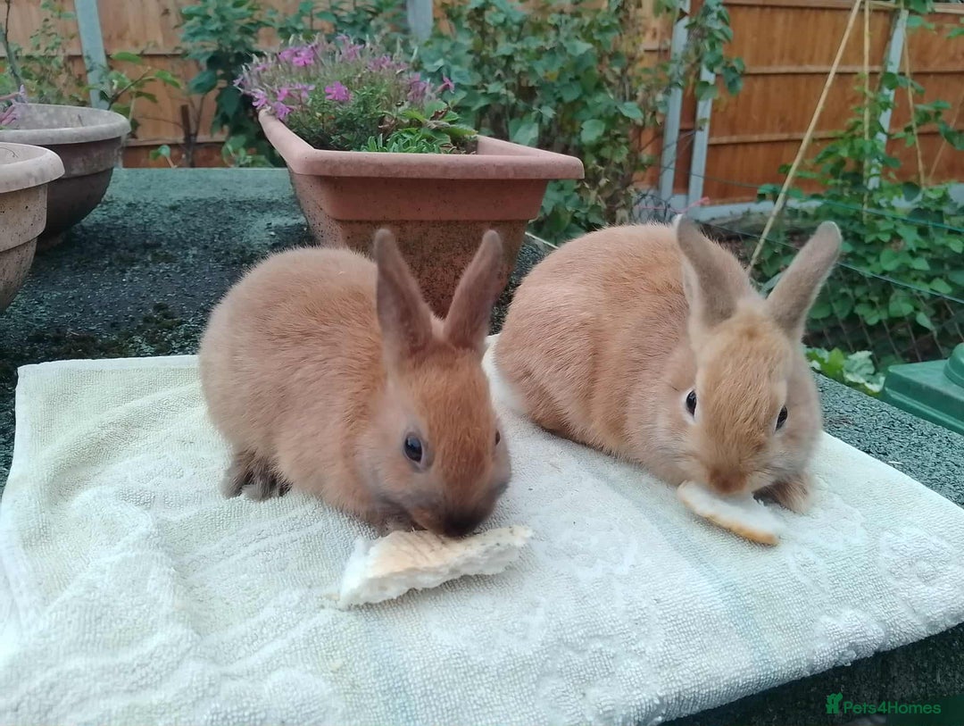 Netherland Dwarf rabbits for sale: Pretty Netherland Dwarf Baby Rabbits 10 wks old - Image 5