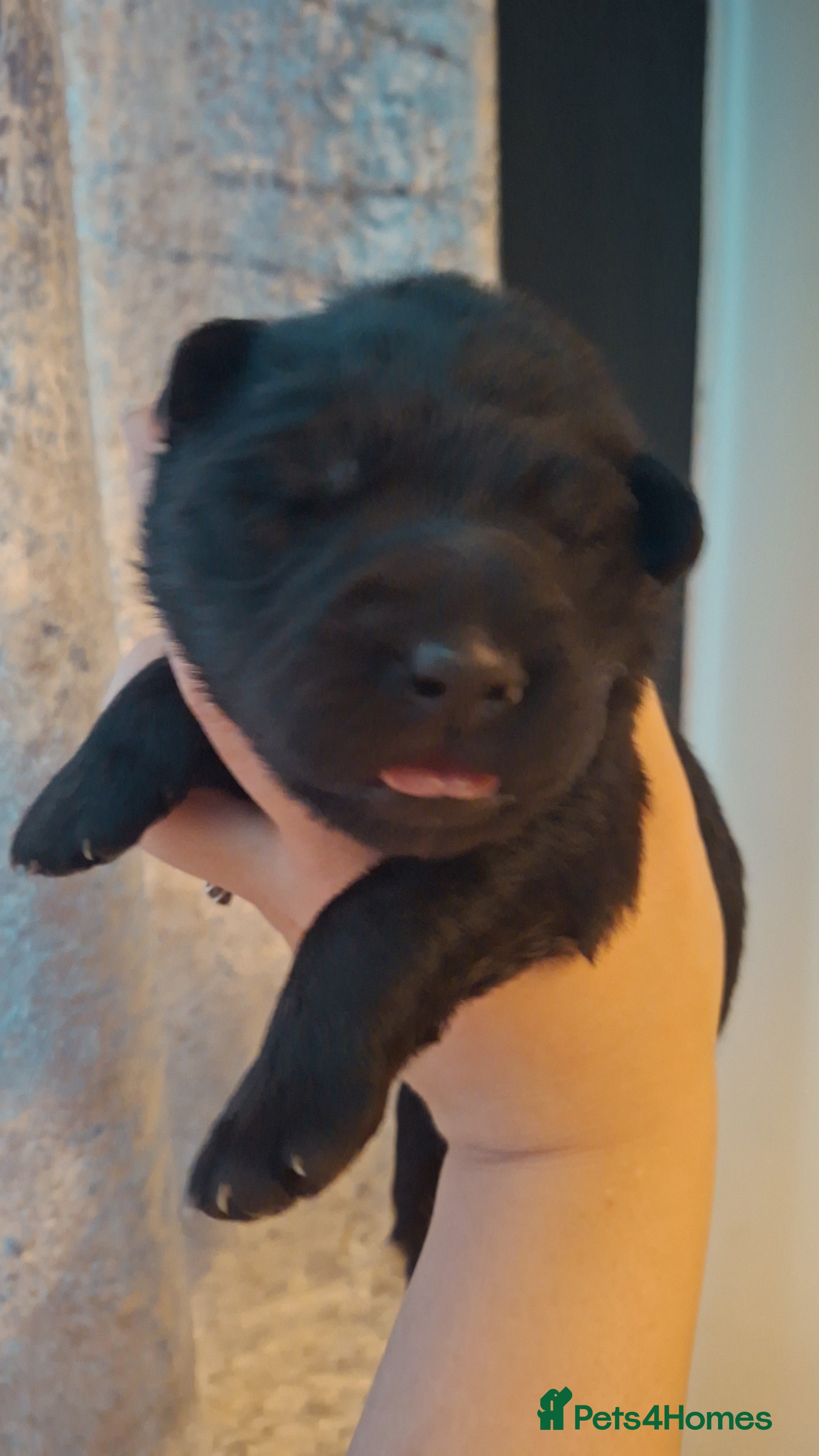 Golden Shepherd dogs Gorgeous golden Shepherds - Advert 1