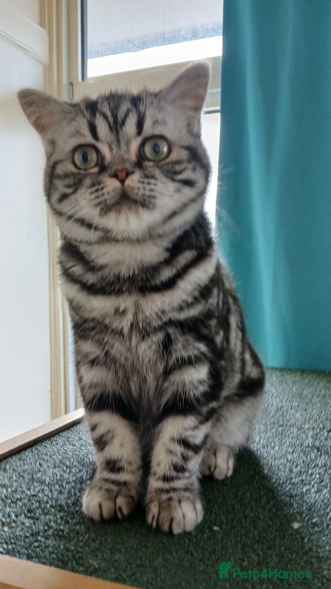 British Shorthair cats Bsh. Silver Classic Tabby . - Advert 14