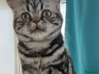 British Shorthair cats Bsh. Silver Classic Tabby . - Advert 14