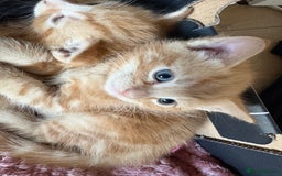 Mixed Breed cats for sale: 3 beautiful kittens for sale.  - Image 6