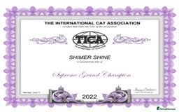 Bengal cats for sale: Snow and Brown boy TICA bengal kittens  - Image 9