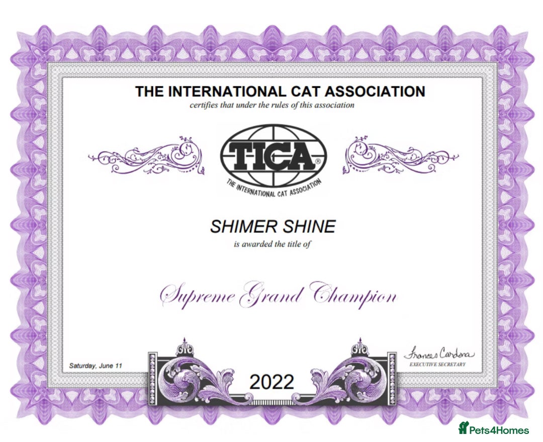 Bengal cats for sale: Snow and Brown boy TICA bengal kittens  - Image 9