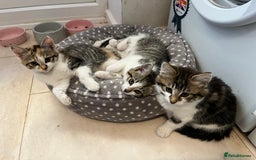Domestic Shorthair cats for sale: Tabby male kitten for sale - Image 3