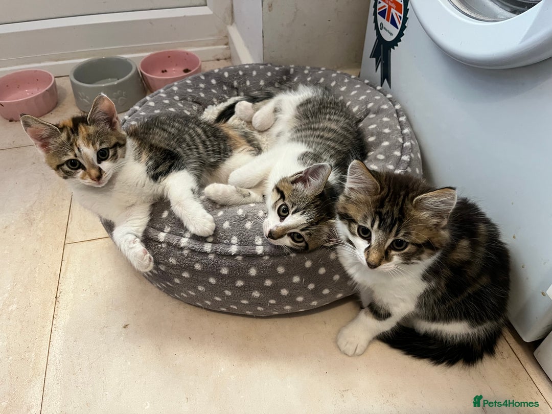 Domestic Shorthair cats for sale: Tabby male kitten for sale - Image 3