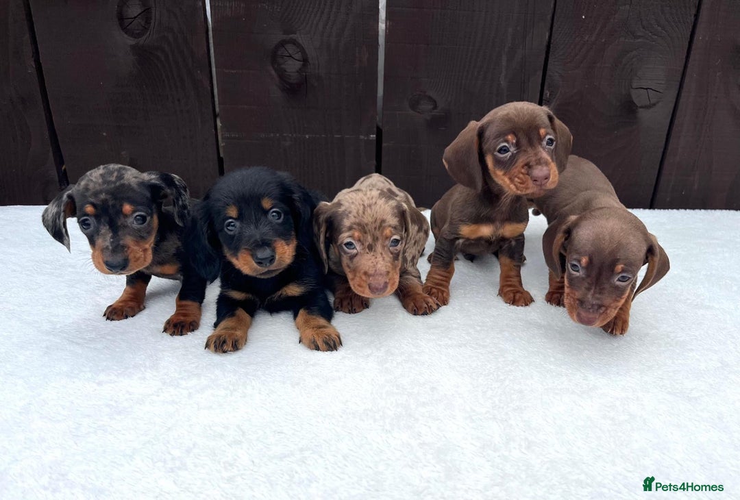 Miniature Dachshund dogs for sale: Dachshund puppies 5Boys  - Image 39