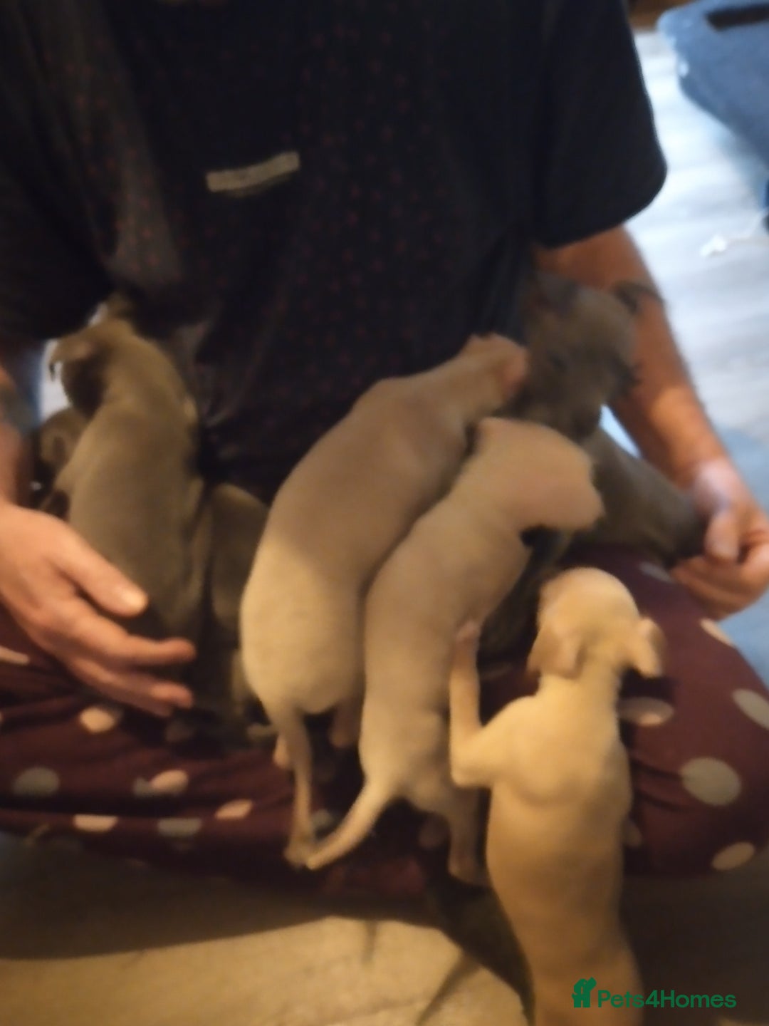 Italian Greyhound dogs for sale: Beautiful KC registered puppies - Advert 2