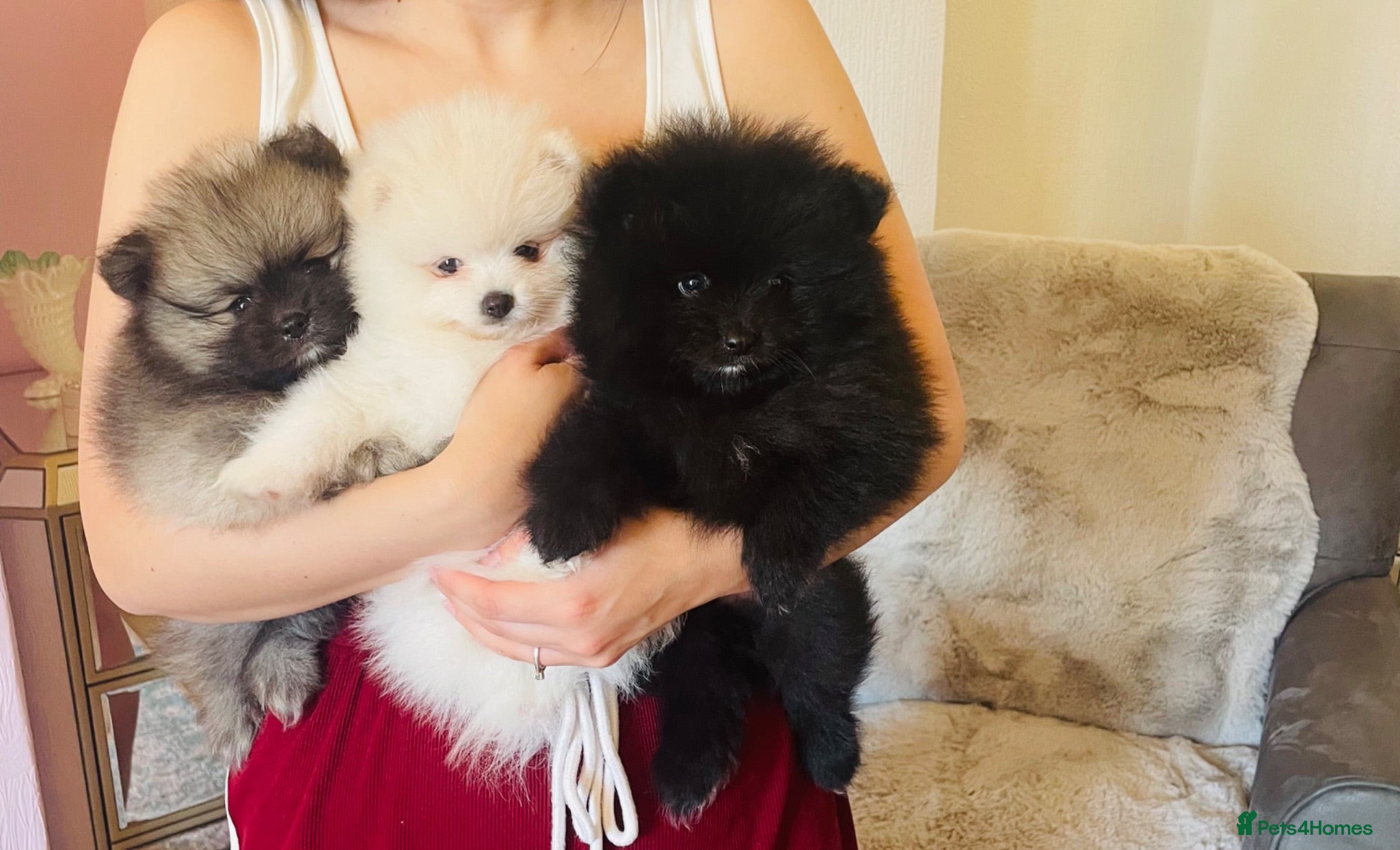 Pomeranian dogs ✨Ready now! Kc Teddy Bear Poms✨ - Advert 2