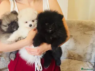 Pomeranian dogs ✨Ready now! Kc Teddy Bear Poms✨ - Advert 2