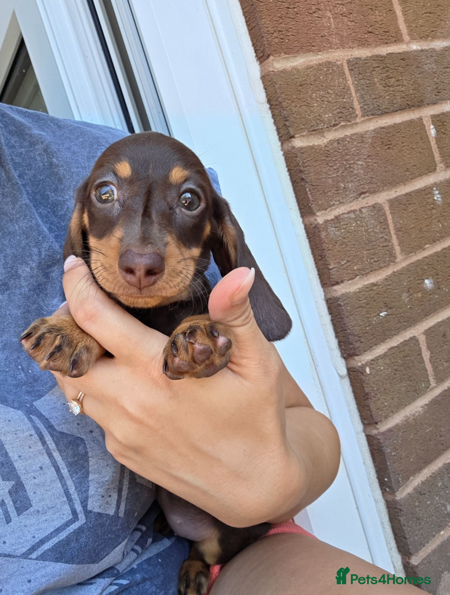 Miniature Dachshund dogs Miniature Dachshund - Advert 15
