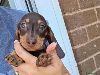 Miniature Dachshund dogs Miniature Dachshund - Advert 15