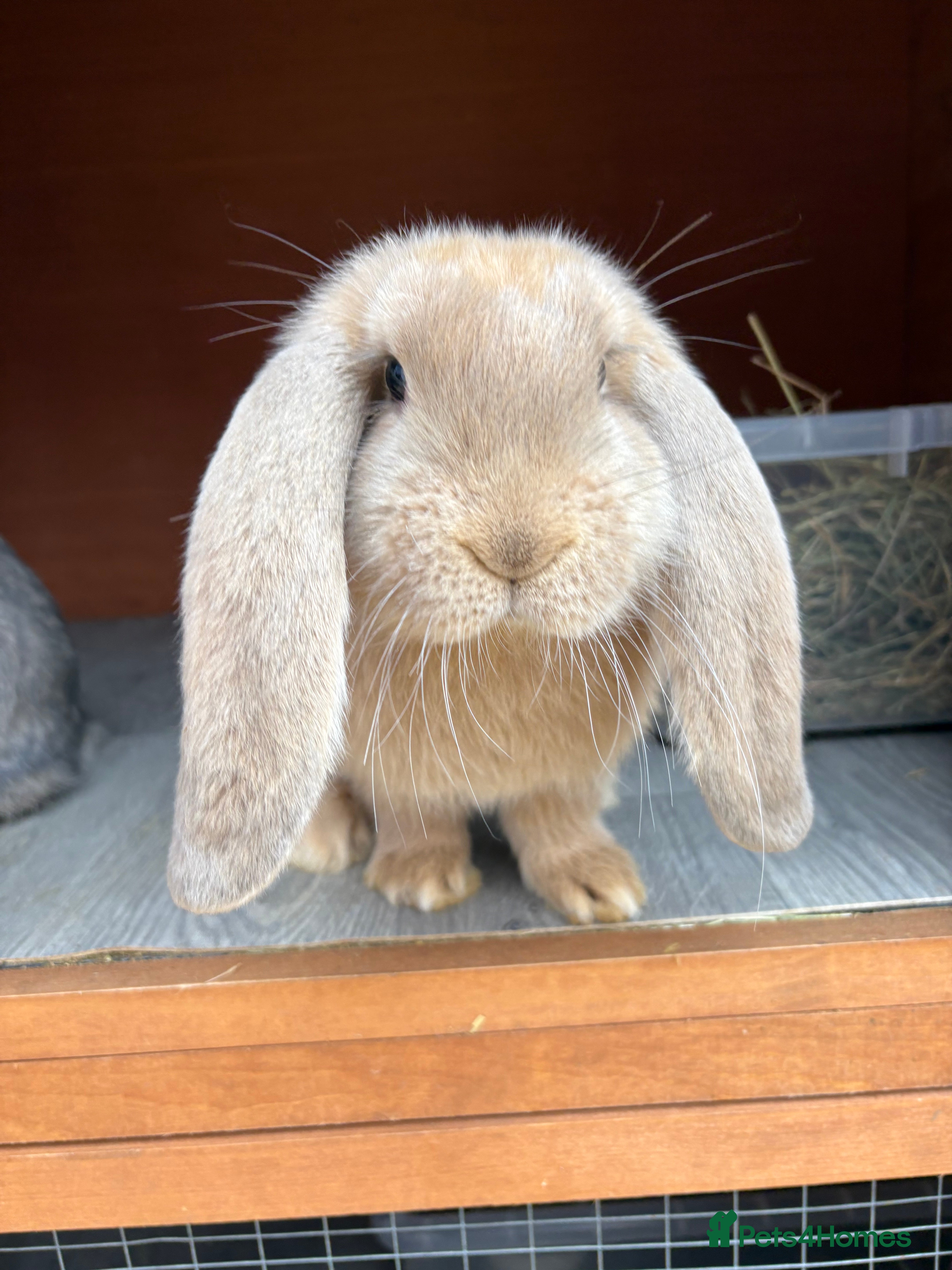 French Lop rabbits Fawn French Lop Girl VACCINATED  - Advert 3