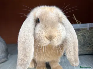 French Lop rabbits Fawn French Lop Girl VACCINATED - Advert 3