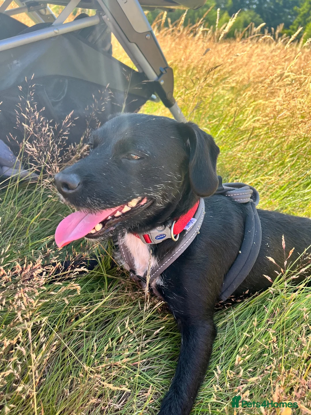 Patterdale Terrier dogs for sale: Male patterdale terrier  - Advert 2