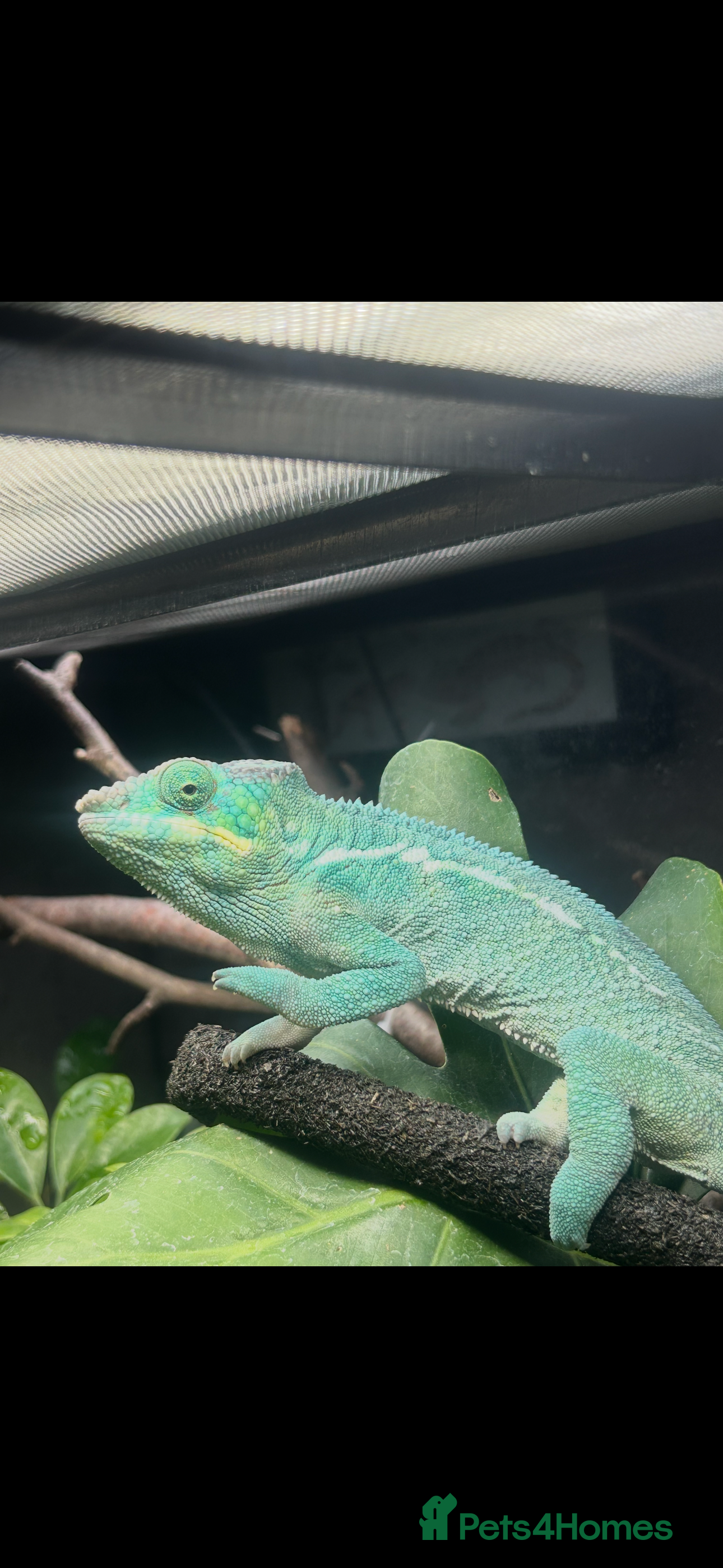 Chameleon reptiles CB25 Nosy Be Panther Chameleon  - Advert 1