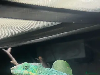 Chameleon reptiles CB25 Nosy Be Panther Chameleon - Advert 1