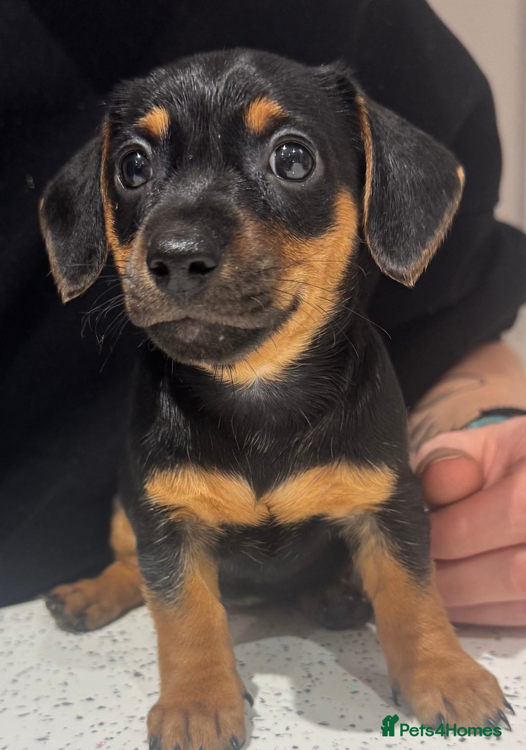 Mixed Breed dogs for sale: Miniature Dachshund's x Jack Russel puppies  - Advert 1