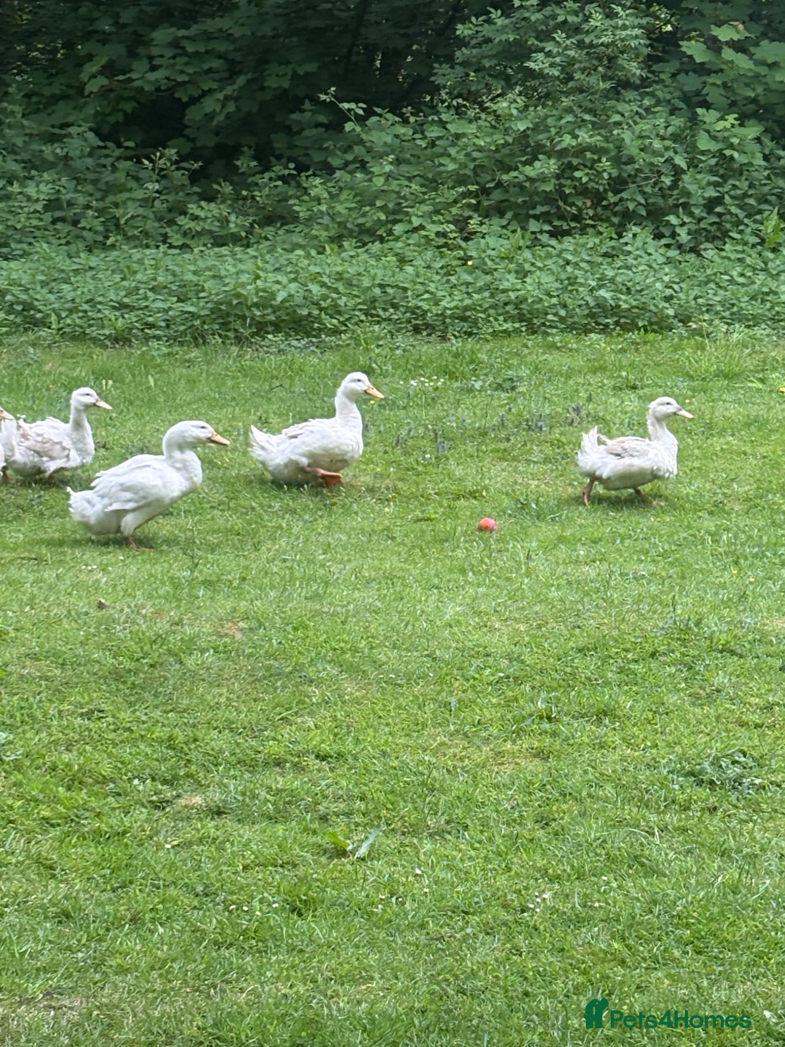 Ducks poultry for sale: Muscovy ducks and aylesbury duck  - Advert 2