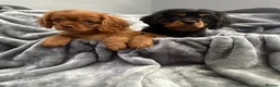 Cavalier King Charles Spaniel dogs for sale: KC REG EXTENSIVELY HEALTH TESTED CAV BABIES  - Advert 6