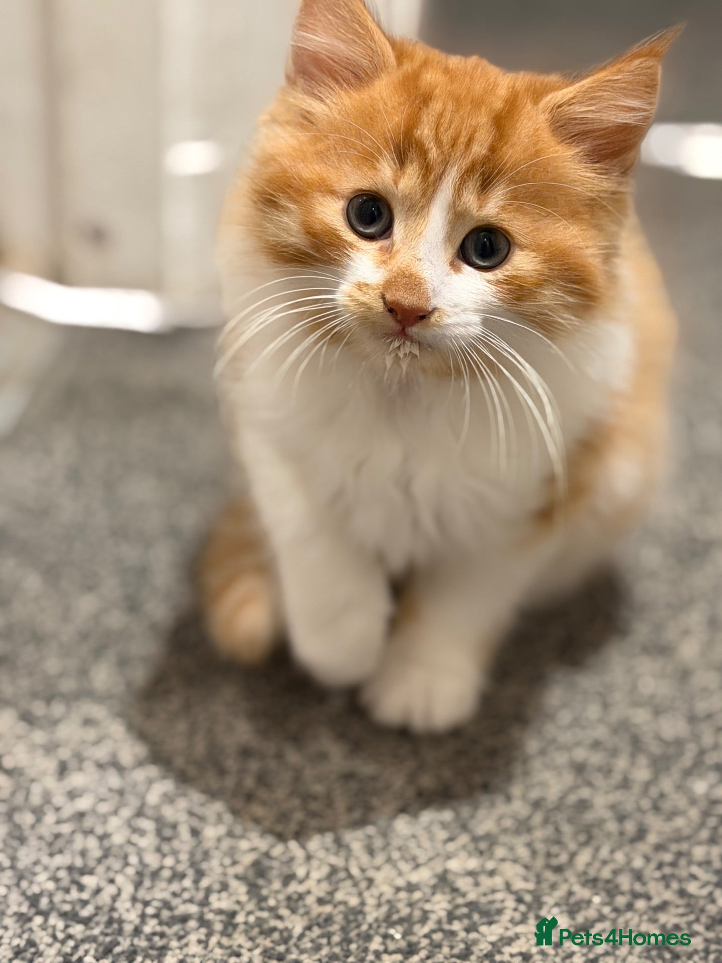 British Longhair cats for sale: Two longhaired kittens looking for forever home  - Advert 12
