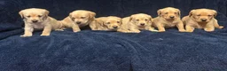 Labrador Retriever dogs for sale: Fetch labrador puppies - Advert 9