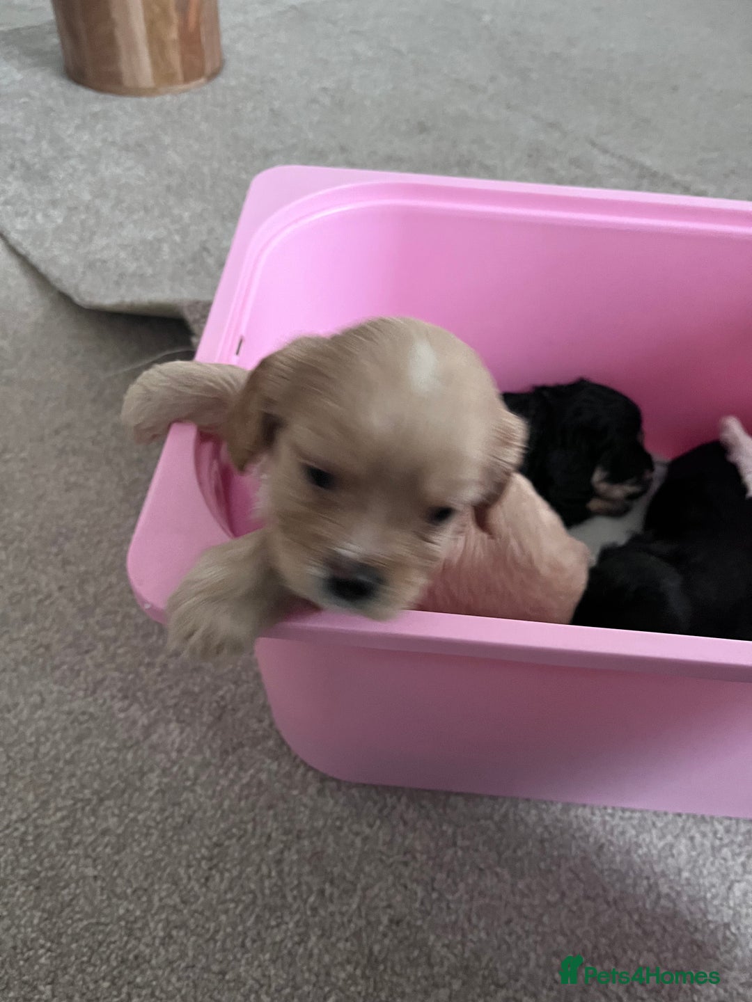 Cavapoo dogs for sale: STUNNING F1b REVERSE Cavapoos - Advert 20