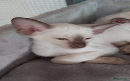Oriental cats for sale: Full Pedigree Oriental 6 Kittens XL size ears GCCF - Image 35