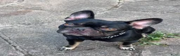 French Bulldog dogs for sale: Pedigree Black & Tan French Bulldog – 4 Years Old in Leek - Advert 6