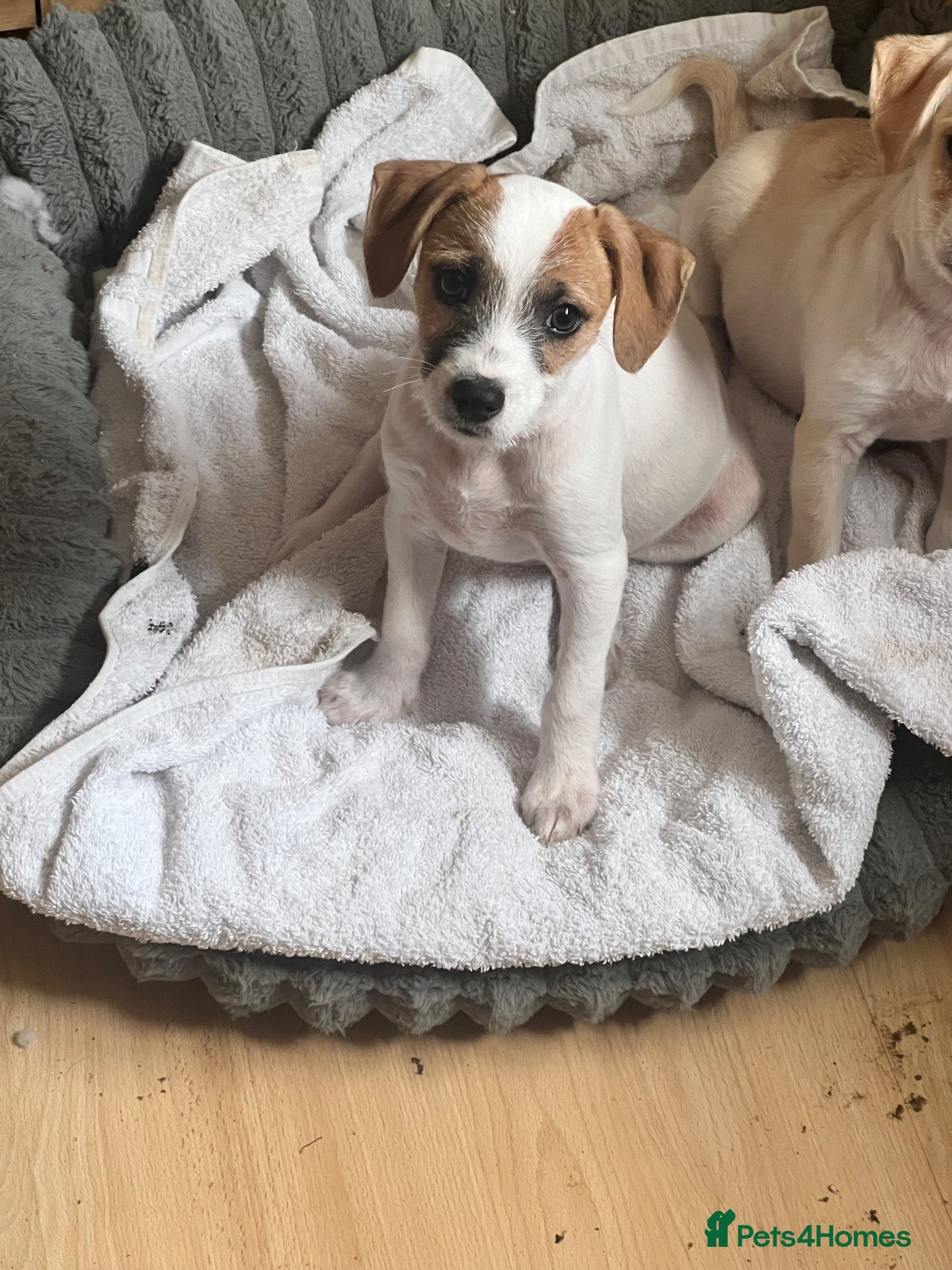 Mixed Breed dogs 1 loving and playful boy ready to go  - Advert 1