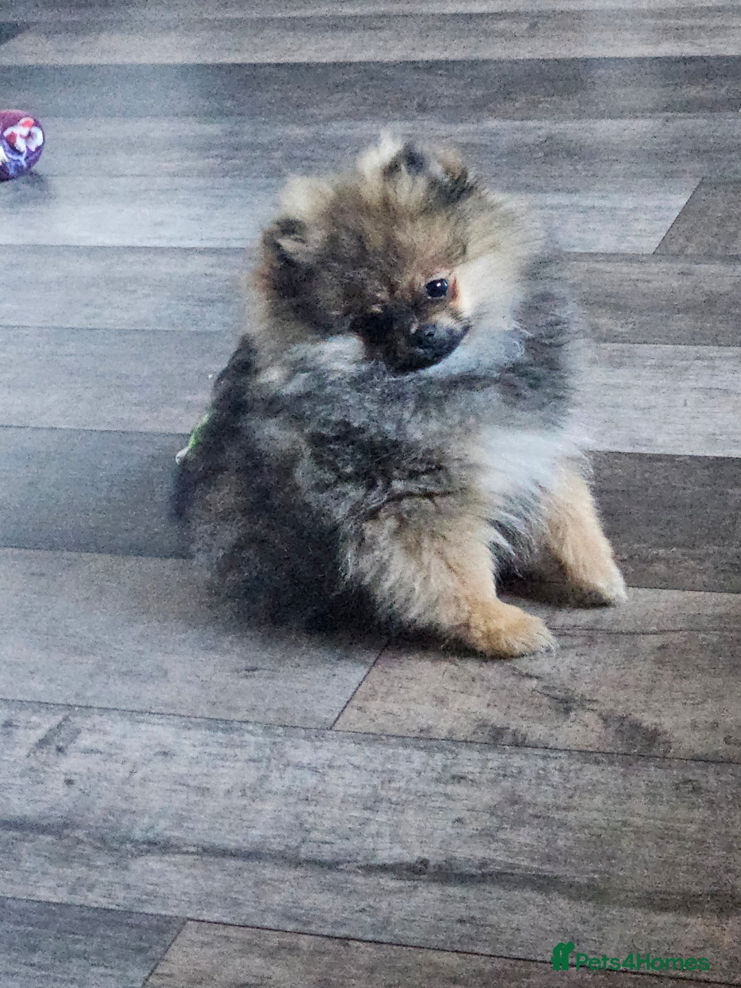 Pomeranian dogs for sale: Teddy bear faced pom  - Image 1