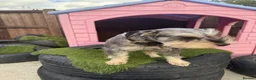 Miniature Schnauzer dogs for sale: Pepper and salt female  - Advert 4