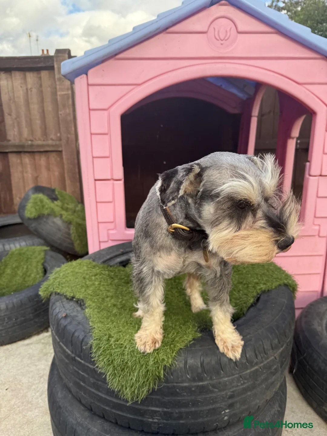 Miniature Schnauzer dogs for sale: Pepper and salt female  - Advert 4