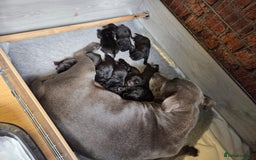 Staffordshire Bull Terrier dogs for sale: KC Registered Champions Bloodline Show Quality  - Image 31