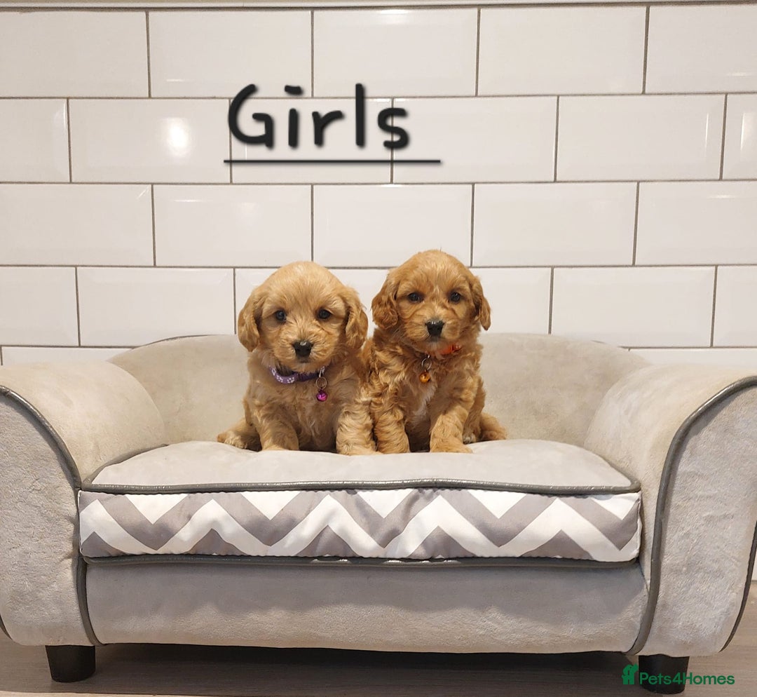 Cavachon dogs for sale: Cavapoochon puppies 💕 - Advert 6