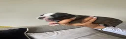 Staffordshire Bull Terrier dogs for sale: 6 Outstanding Staffs pups KC Reg  - Advert 30