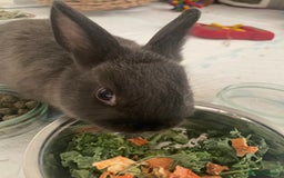 Netherland Dwarf rabbits for sale: Grey Netherland dwarf  - Image 6