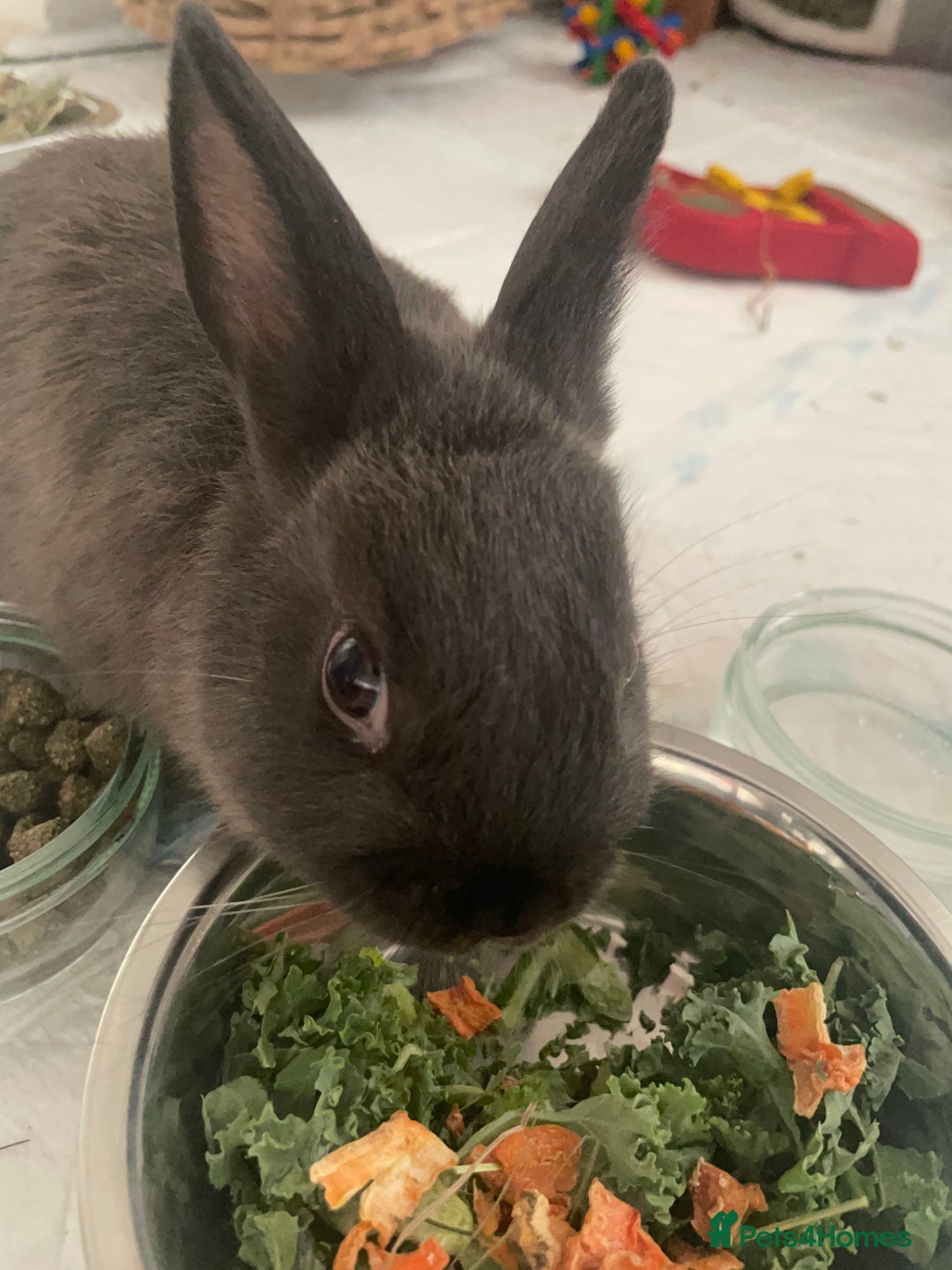 Netherland Dwarf rabbits for sale: Grey Netherland dwarf  - Image 6