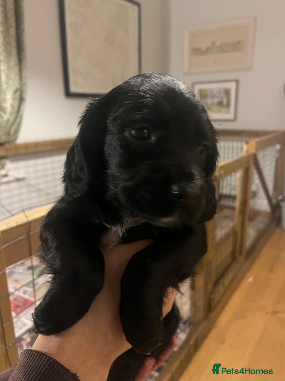 Sprocker dogs for sale: Working Sprocker Spaniel Pups - Advert 7